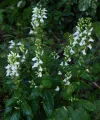 Lobelia-syphilitica-Alba